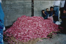 montagne de pétales de rose à Alep