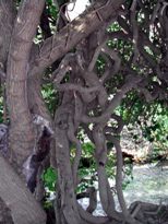 arbres travaillés par les flots sur la rivière Krk en Dalmatie