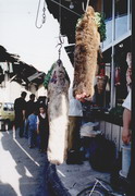 têtes de chameau chez un boucher du souk