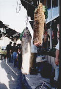 ttes de chameau chez un boucher du souk